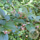 Cotoneaster dielsianus 60-100 cm wortelgoed 2-jarig verplante zaailin