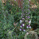 Acanthus spinosus 'Spinosissimus' GM P9