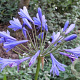Agapanthus 'Tornado' GM P9