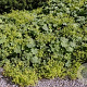 Alchemilla xanthochlora GM P9