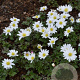 Anemone blanda 'White Splendour' GM P9