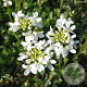 Arabis procurrens 'Neuschnee' GM P9