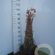 Cotoneaster lucidus 30-50 cm wortelgoed 1/1