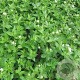 Asperula taurina GM P9