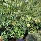 Cornus k. 'Milky Way' 175-200 cm 20L