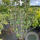 Cornus k. 'Milky Way' 175-200 cm 20L