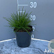 Deschampsia cespitosa GM 2,0L