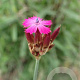 Dianthus giganteus GM P9