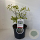 Euonymus alat. 'Compactus' 25-30 cm 3,0L