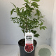 Euonymus alatus 40-50 cm 3,0L