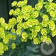 Euphorbia characias wulfenii GM P9