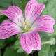 Geranium 'Elworthy Eyecatcher' GM P9