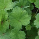 Heuchera villosa GM P9