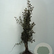 Crataegus monogyna 60-100 cm wortelgoed 1/0 1 jarige zaailing
