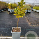 Ilex aquifolium 30-40 cm P10,5