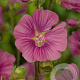 Lavatera 'Burgundy Wine' GM P9