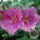 Lavatera 'Burgundy Wine' GM P9