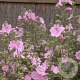 Lavatera 'Rosea' GM P9
