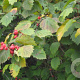 Crataegus pedicellata 60-100 cm wortelgoed 3 jarig verplante zaailin