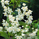 Deutzia gracilis 25-40 cm wortelgoed 1-jarig bewortelde winter 2-3 tak