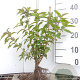 Deutzia scabra 40-60 cm wortelgoed 0/1