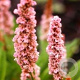 Persicaria aff. 'Donald Lowndes' GM P9