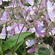 Penstemon hirsutus GM P9
