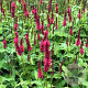 Persicaria a. 'Dark Red' GM P9