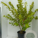 Physocarpus opulif. 'Dart's Gold' 100-125 cm 20L