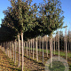 Prunus a. 'Plena' 18-20 HO draadkluit