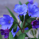 Pulmonaria ang. 'Azurea' GM P9