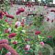 Sanguisorba tenuifolia purpurea GM P9