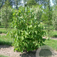 Styrax obassia 100-125 cm 20L beveerd 