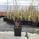 Vaccinium c. 'Bluegold' 40-50 cm 3,0L