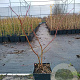 Vaccinium c. 'Darrow' 50-60 cm 3,0L