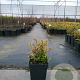 Vaccinium vitis-id. 'Red Pearl' GM C3