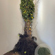 Frangula alnus 15-30 cm wortelgoed 1/0 1 jarige zaailing