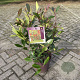 Photinia fraseri 'Red Robin' 60-80 cm 10L