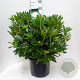 Rhododendron 'Cunningham's White' 60-70 cm 20L