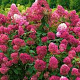 Hydrangea pan. 'Wim's Red' GM wortelgoed 1/1 2-3 tak