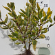 Cornus alba 'Gouchaultii' 40-60 cm wortelgoed 1-jarig bewortelde stekke 2-3 tak