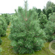 Pinus nigra nigra 150-175 cm draadkluit