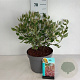 Cornus alba Miracle 60-80 cm 10L