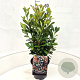 Prunus l. Bonaparte 50-60 cm 6,5L