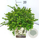 Spiraea nipp. 'Snowmound' 30-35 cm 10L