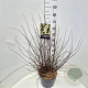 Spiraea nipp. 'Snowmound' 80-100 cm 10L