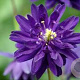 Aquilegia v. 'Blue Barlow' GM P9