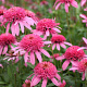 Echinacea p. 'Pink Double Delight' GM P9