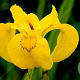 Iris pseudac. 'Variegata' GM P9 leverbaar