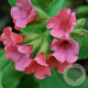 Pulmonaria rubra 'Redstart' GM P9